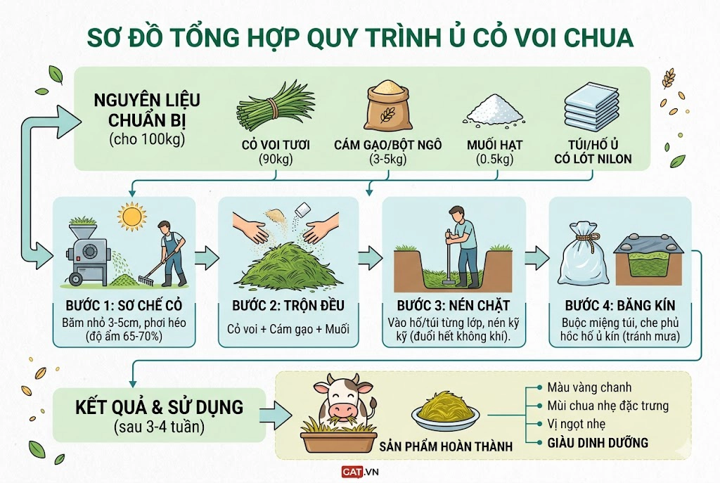 Sơ đồ chi tiết quy trình 4 bước ủ cỏ voi chua làm thức ăn dự trữ cho bò trong mùa khô, bao gồm khâu chuẩn bị nguyên liệu, sơ chế, trộn, nén chặt và ủ chín.