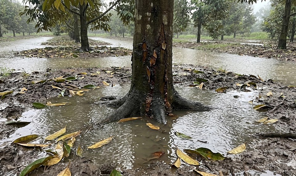 Hình ảnh minh họa một gốc cây sầu riêng đang bị ngập úng trong nước mưa dầm.